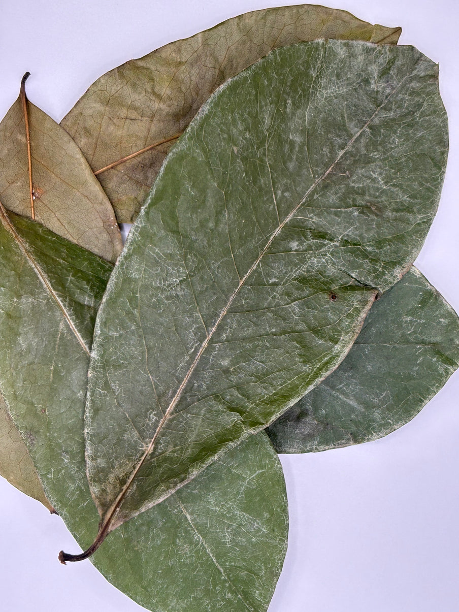 100% Organic Dried Soursop Leaves (Annona muricata), graviola leaves, Herbal Tea